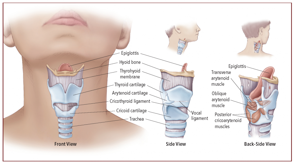 Different views of the anatomy of the larynx