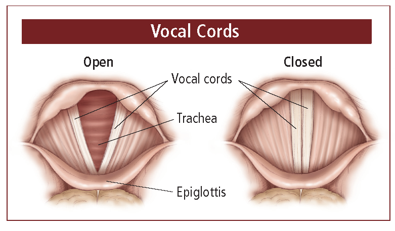How Your Voice Works – Dysphonia International