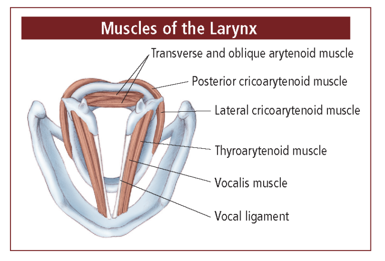 How Your Voice Works Dysphonia International